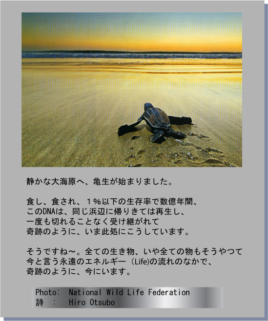 turtle new life